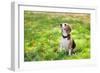 Beagle Sitting In Green Grass-Elena Efimova-Framed Photographic Print