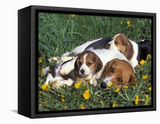 Beagle with Puppies in Grass-Lynn M. Stone-Framed Stretched Canvas