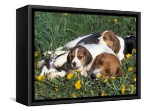 Beagle with Puppies in Grass-Lynn M. Stone-Framed Stretched Canvas