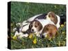 Beagle with Puppies in Grass-Lynn M. Stone-Stretched Canvas