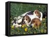 Beagle with Puppies in Grass-Lynn M. Stone-Framed Stretched Canvas