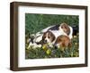 Beagle with Puppies in Grass-Lynn M. Stone-Framed Premium Photographic Print