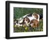 Beagle with Puppies in Grass-Lynn M. Stone-Framed Premium Photographic Print