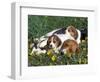 Beagle with Puppies in Grass-Lynn M. Stone-Framed Premium Photographic Print