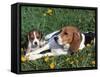 Beagle with Puppies in Grass-Lynn M. Stone-Framed Stretched Canvas