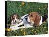 Beagle with Puppies in Grass-Lynn M. Stone-Stretched Canvas