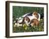 Beagle with Puppies in Grass-Lynn M. Stone-Framed Photographic Print