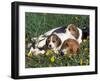 Beagle with Puppies in Grass-Lynn M. Stone-Framed Photographic Print