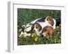 Beagle with Puppies in Grass-Lynn M. Stone-Framed Photographic Print