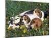 Beagle with Puppies in Grass-Lynn M. Stone-Mounted Photographic Print