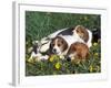 Beagle with Puppies in Grass-Lynn M. Stone-Framed Photographic Print