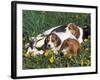 Beagle with Puppies in Grass-Lynn M. Stone-Framed Photographic Print