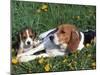 Beagle with Puppies in Grass-Lynn M. Stone-Mounted Photographic Print