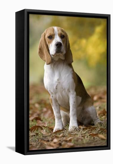 Beagle-null-Framed Stretched Canvas