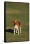 Beagle-DLILLC-Framed Stretched Canvas