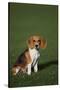 Beagle-DLILLC-Stretched Canvas