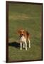 Beagle-DLILLC-Framed Photographic Print