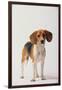 Beagle-DLILLC-Framed Photographic Print