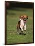 Beagle-DLILLC-Framed Photographic Print