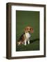 Beagle-DLILLC-Framed Photographic Print