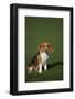 Beagle-DLILLC-Framed Photographic Print