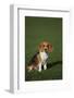 Beagle-DLILLC-Framed Photographic Print