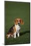 Beagle-DLILLC-Mounted Photographic Print