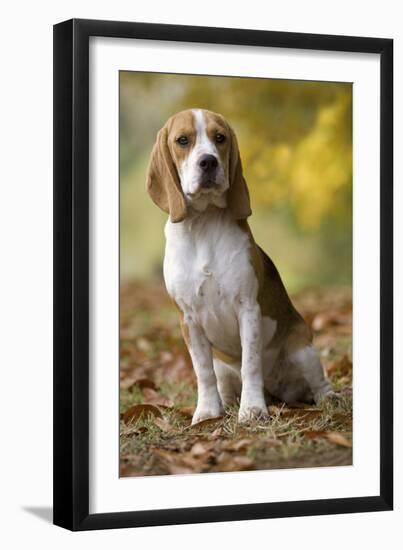 Beagle-null-Framed Photographic Print