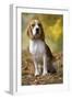 Beagle-null-Framed Photographic Print