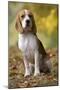 Beagle-null-Mounted Photographic Print