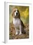 Beagle-null-Framed Photographic Print