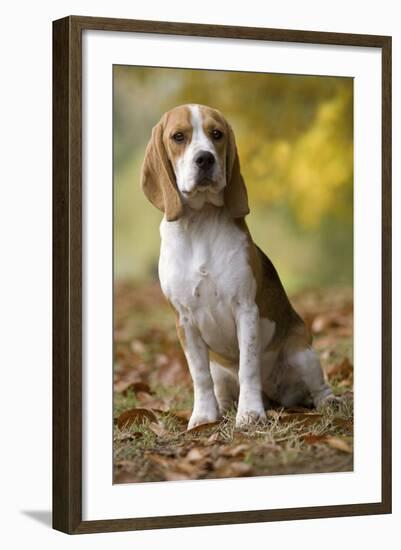 Beagle-null-Framed Photographic Print