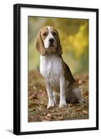 Beagle-null-Framed Photographic Print