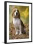 Beagle-null-Framed Photographic Print