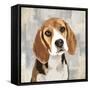 Beagle-Keri Rodgers-Framed Stretched Canvas