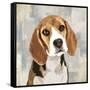 Beagle-Keri Rodgers-Framed Stretched Canvas