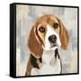 Beagle-Keri Rodgers-Framed Stretched Canvas