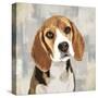 Beagle-Keri Rodgers-Stretched Canvas