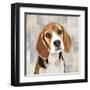 Beagle-Keri Rodgers-Framed Art Print