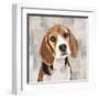 Beagle-Keri Rodgers-Framed Art Print