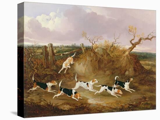 Beagles in Full Cry, 1845-John Dalby-Stretched Canvas