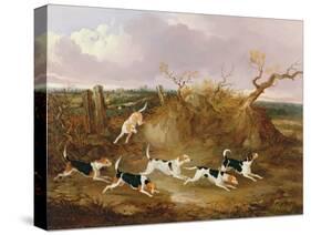 Beagles in Full Cry, 1845-John Dalby-Stretched Canvas