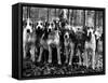 Beagles in the Forest of Fontainebleau-Alfred Eisenstaedt-Framed Stretched Canvas