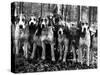 Beagles in the Forest of Fontainebleau-Alfred Eisenstaedt-Stretched Canvas