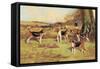 Beagles-Thomas Ivester Llyod-Framed Stretched Canvas