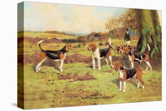 Beagles-Thomas Ivester Llyod-Stretched Canvas