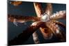 Beak and Tentacles of Humboldt Squid (Dosidicus Gigas) at Night Off Loreto-Franco Banfi-Mounted Photographic Print