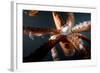 Beak and Tentacles of Humboldt Squid (Dosidicus Gigas) at Night Off Loreto-Franco Banfi-Framed Photographic Print