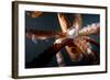 Beak and Tentacles of Humboldt Squid (Dosidicus Gigas) at Night Off Loreto-Franco Banfi-Framed Photographic Print