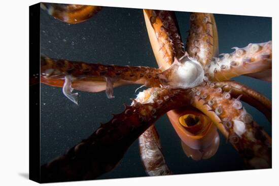 Beak and Tentacles of Humboldt Squid (Dosidicus Gigas) at Night Off Loreto-Franco Banfi-Stretched Canvas